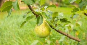 fruitiers - poire